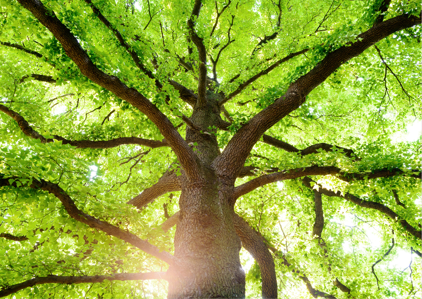 Das stille Erfolgsgeheimnis der Natur – und wie es unsere Technologie voranbringt