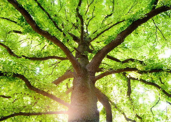 Das stille Erfolgsgeheimnis der Natur – und wie es unsere Technologie voranbringt