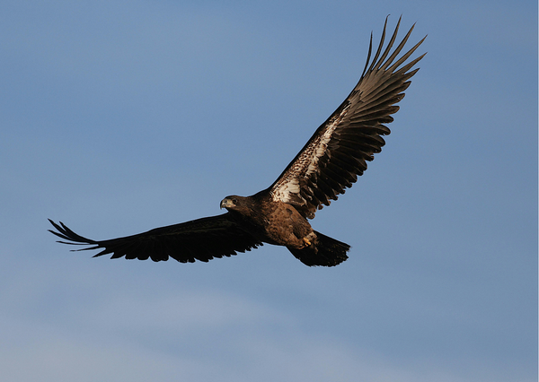 Wir verstehen Strömungen – in der Luft, im Wasser, im Blut